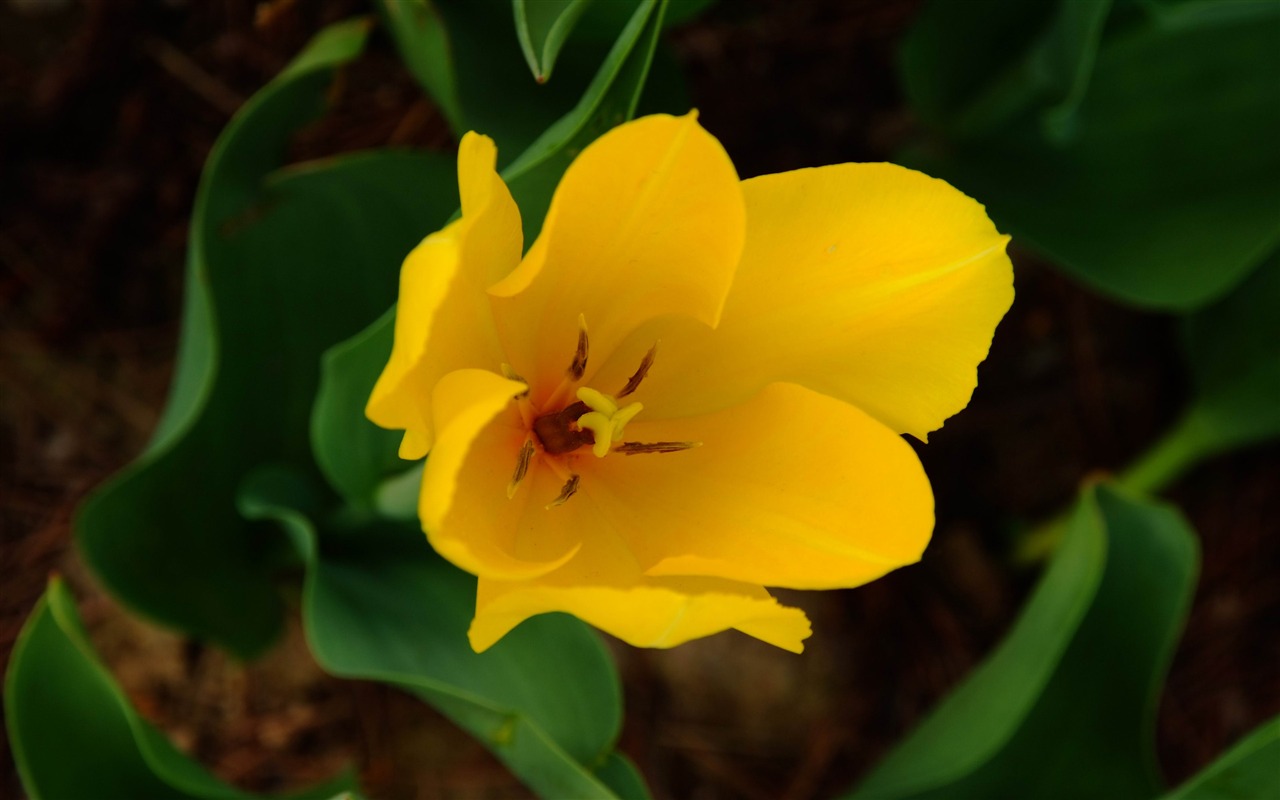 Zvíře květina Makro (prutu práce) #3 - 1280x800