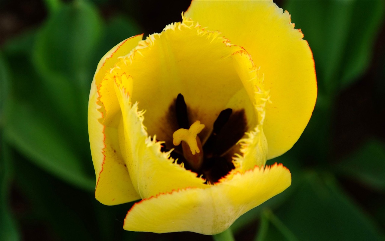 Animal Flower Macro (Bewehren) #4 - 1280x800