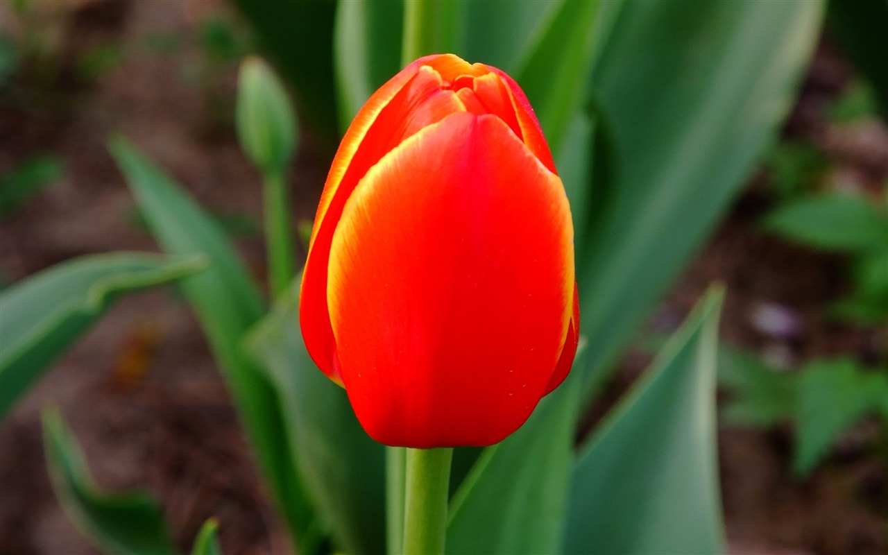 Zvíře květina Makro (prutu práce) #6 - 1280x800