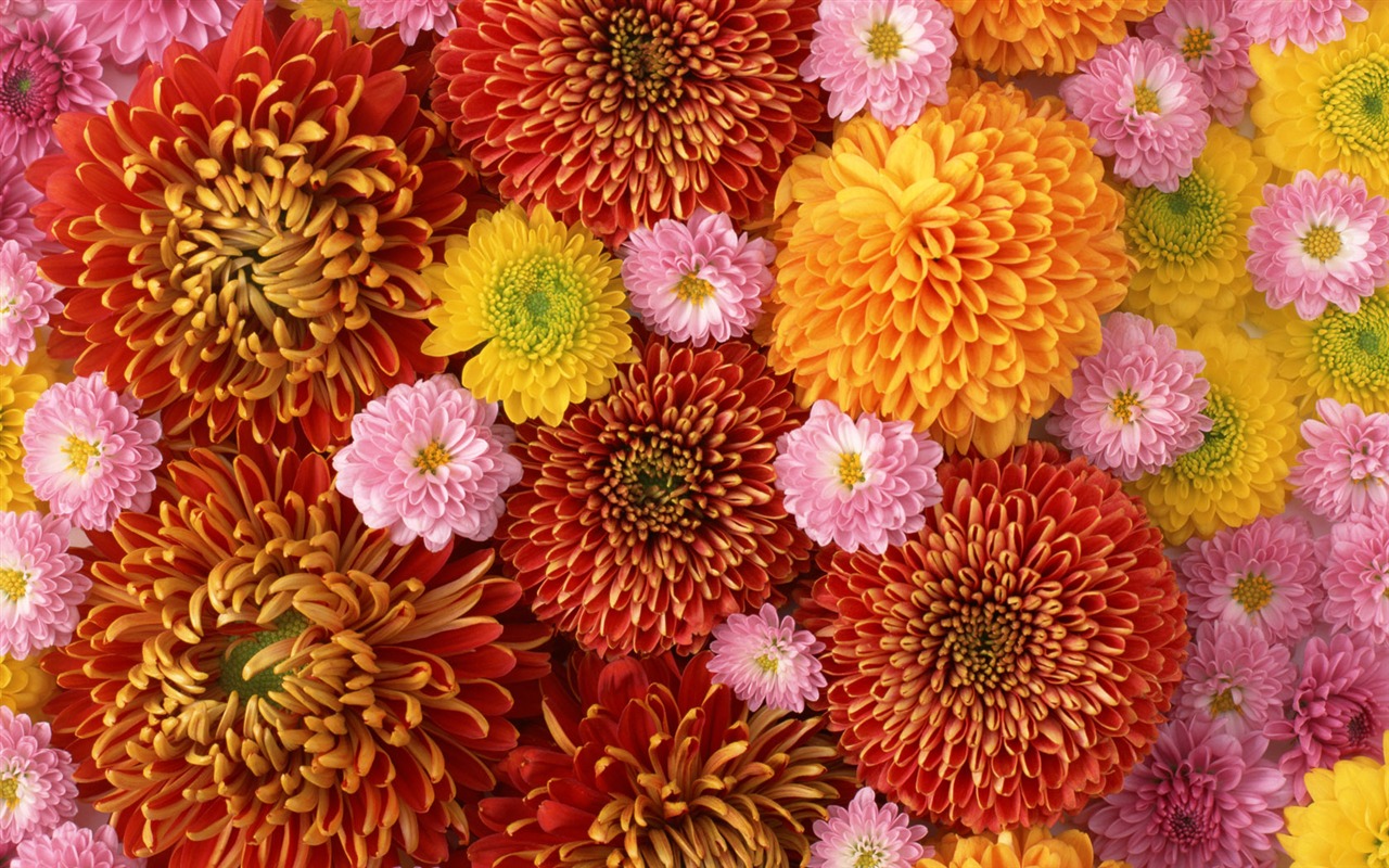 1680鮮花綠葉背景 壁紙(一) #2 - 1280x800