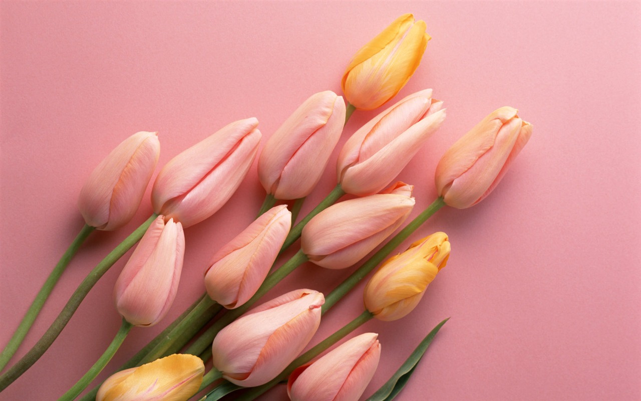 1680 flowers green leaf background wallpaper (1) #3 - 1280x800