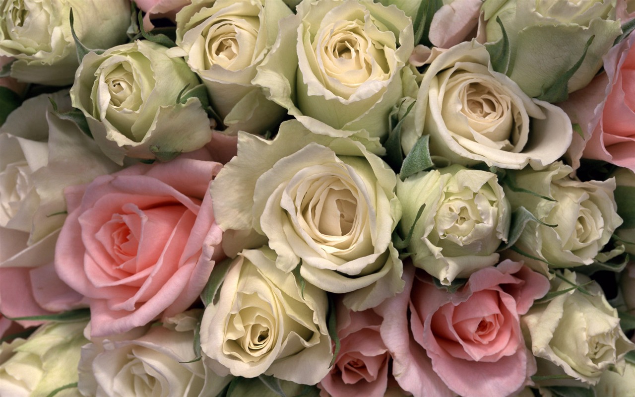 1680 flowers green leaf background wallpaper (1) #5 - 1280x800