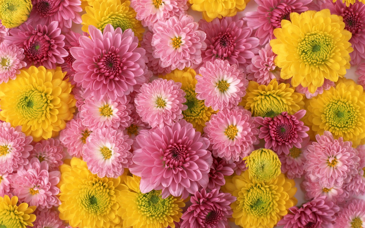1680 flowers green leaf background wallpaper (1) #7 - 1280x800