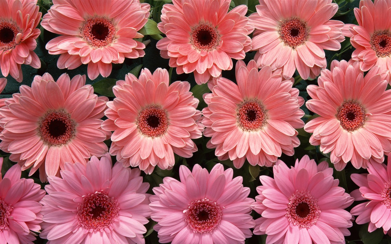 1680 flowers green leaf background wallpaper (1) #8 - 1280x800