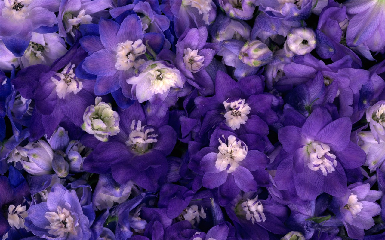 1680 flowers green leaf background wallpaper (1) #9 - 1280x800
