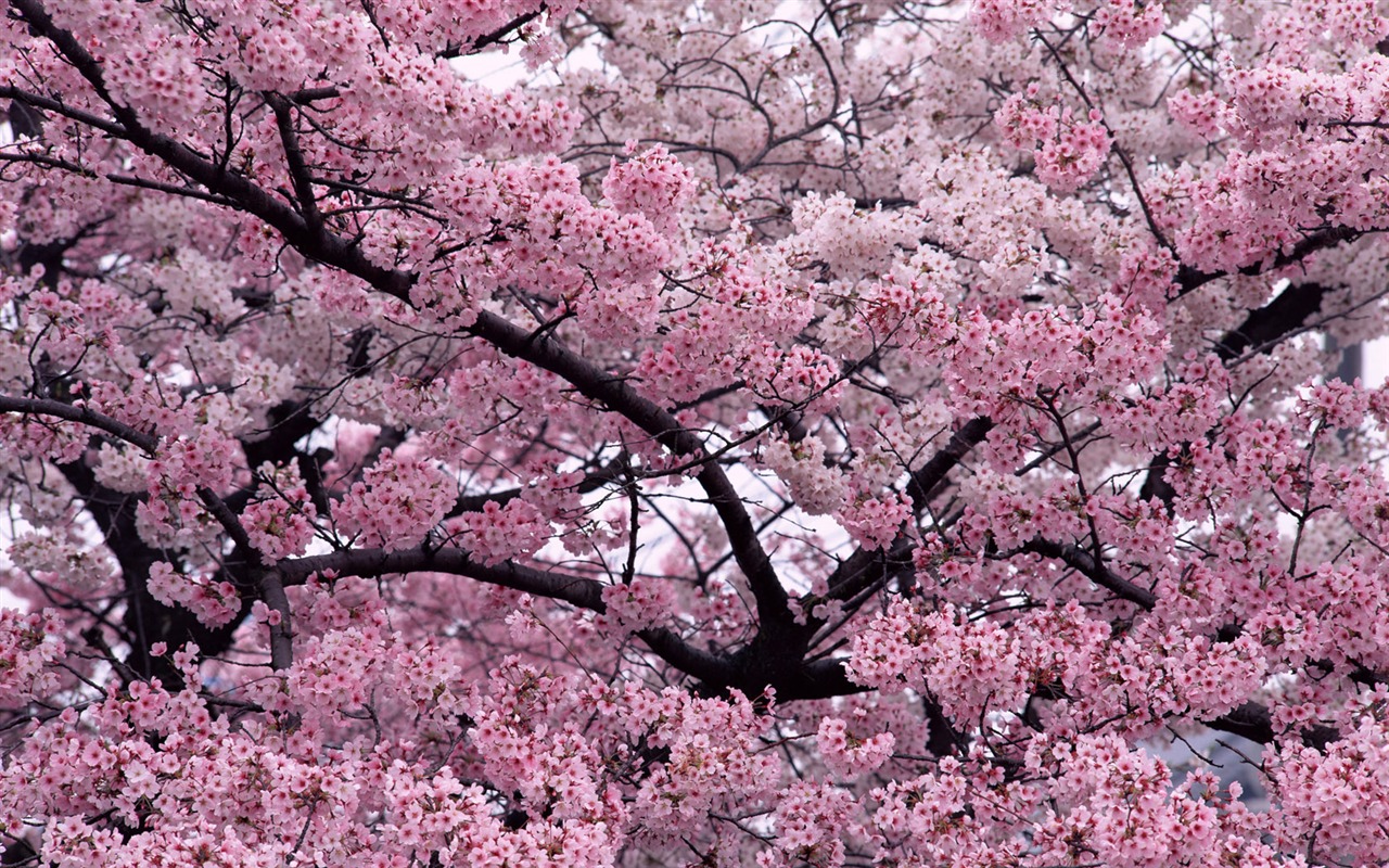 1680 flowers green leaf background wallpaper (1) #13 - 1280x800