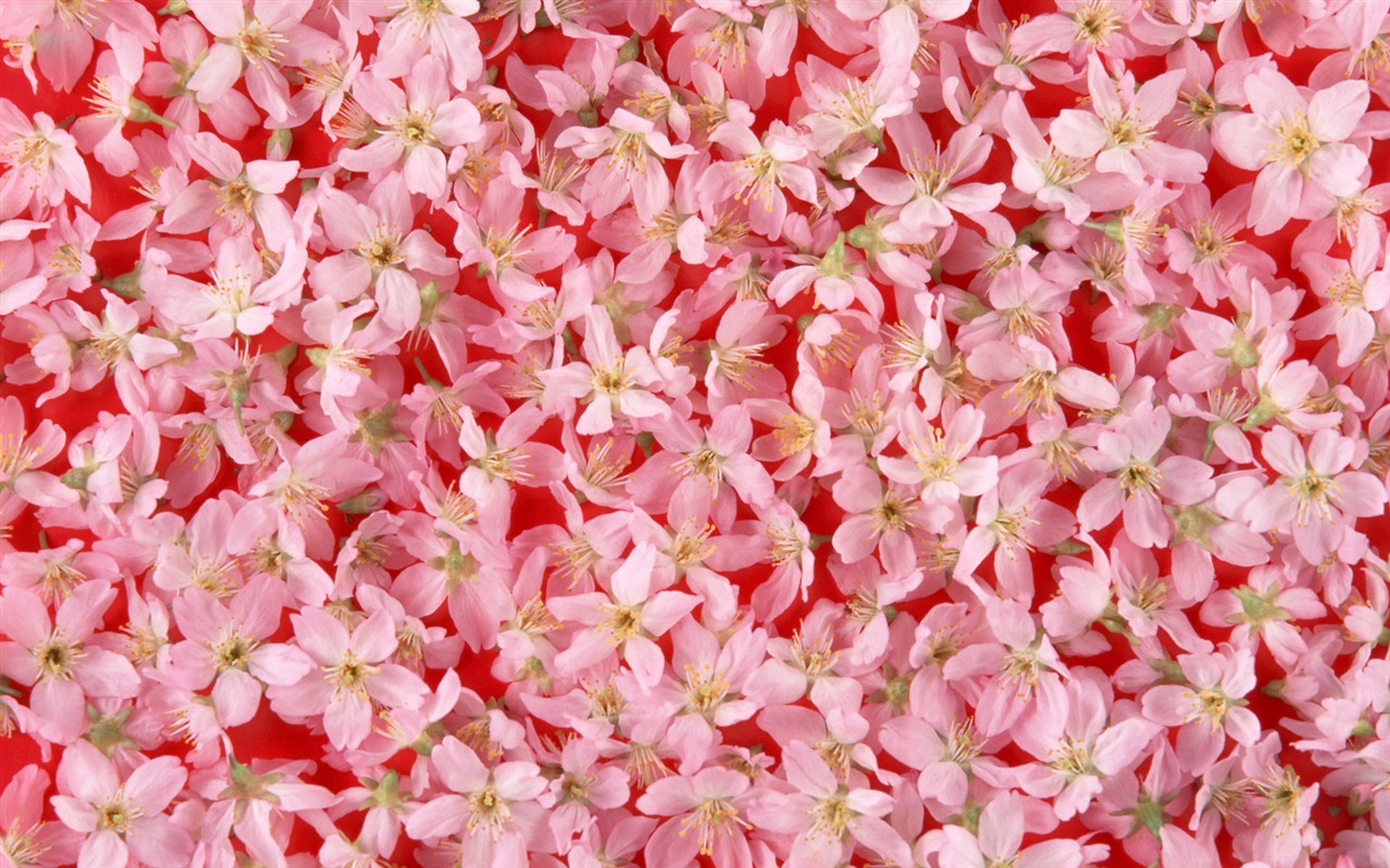 1680 flowers green leaf background wallpaper (1) #14 - 1280x800