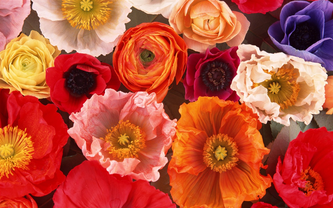 1680 flowers green leaf background wallpaper (1) #15 - 1280x800