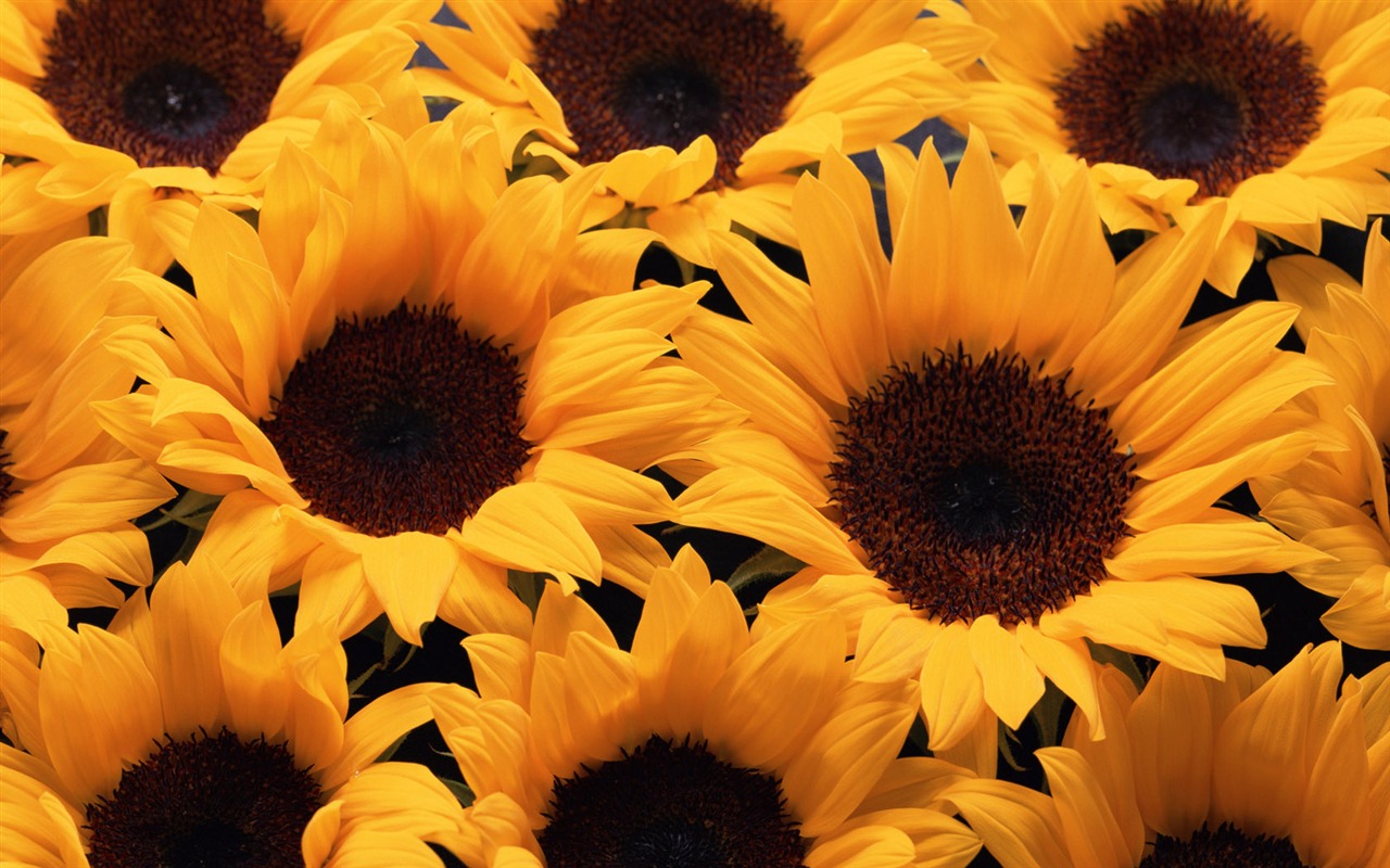 1680 flowers green leaf background wallpaper (1) #16 - 1280x800