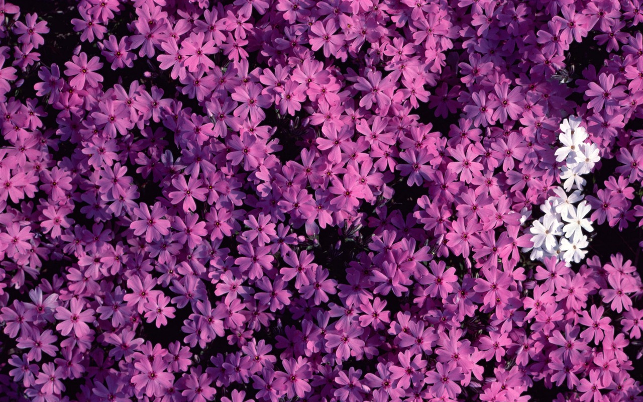1680 꽃 녹색 잎 배경 벽지 (1) #17 - 1280x800