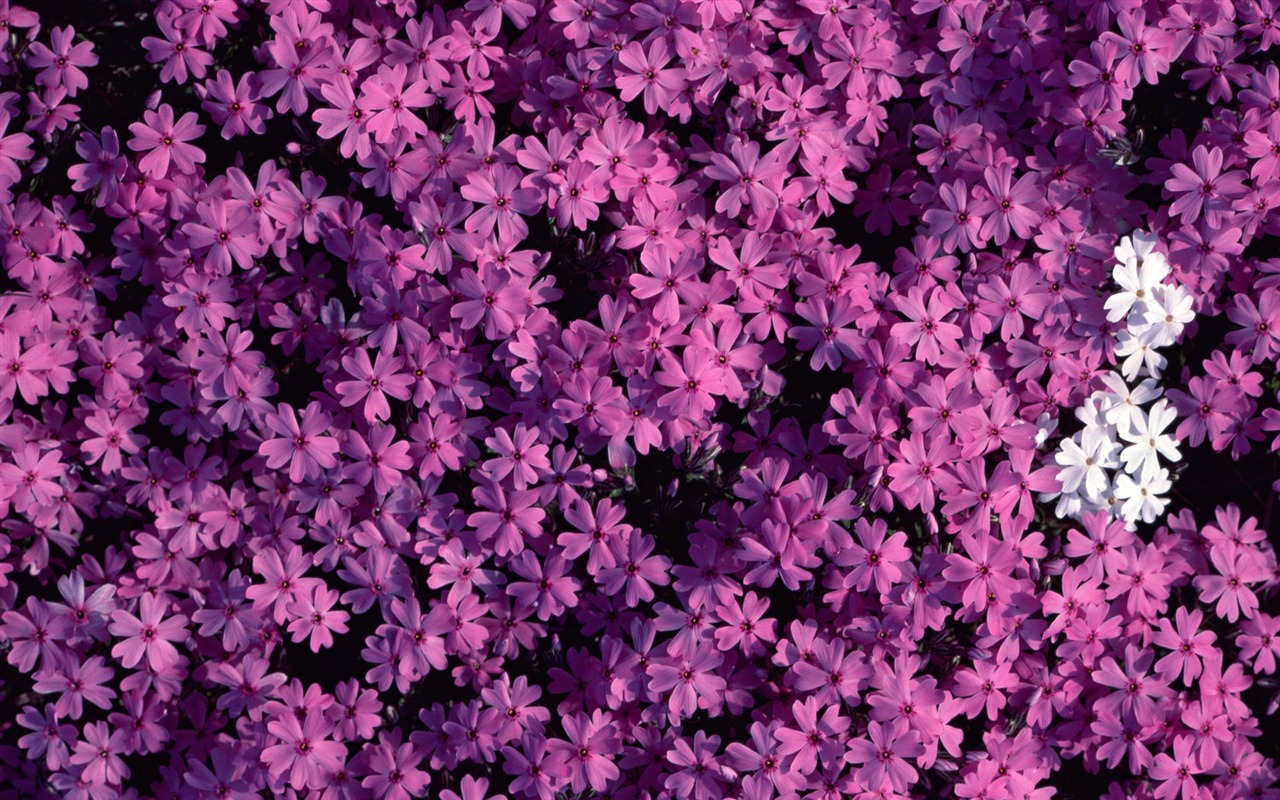 1680 flowers green leaf background wallpaper (1) #17 - 1280x800