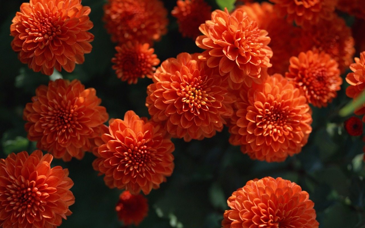 1680 flowers green leaf background wallpaper (1) #18 - 1280x800