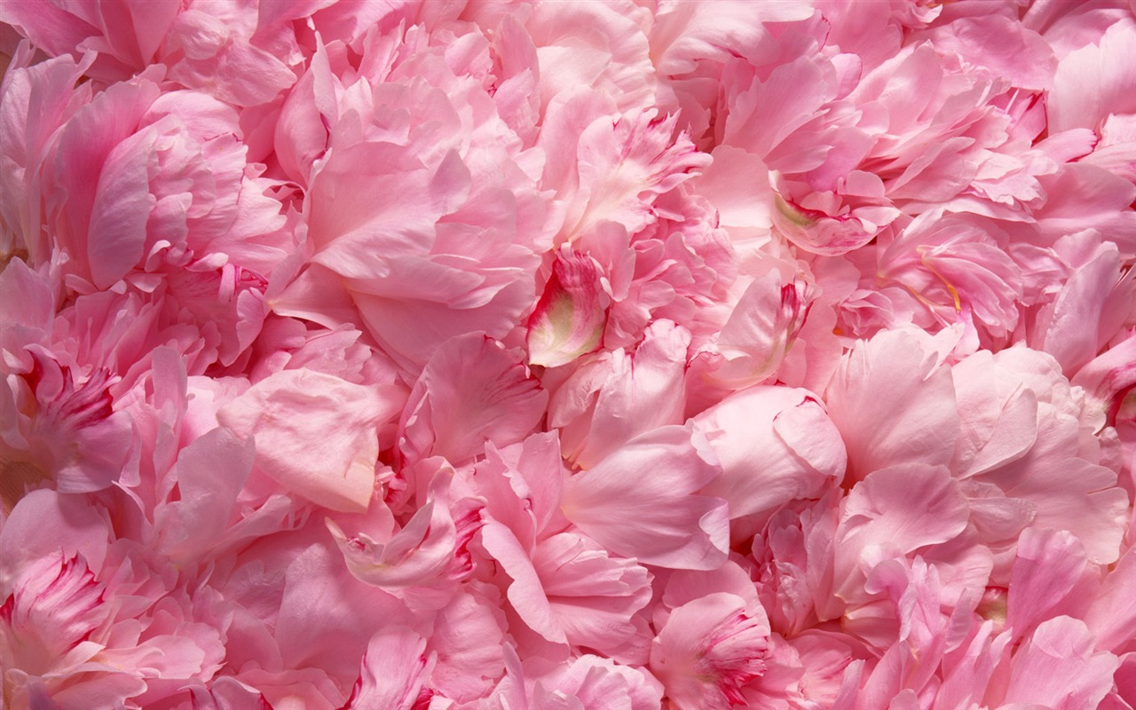 1680 flowers green leaf background wallpaper (1) #19 - 1280x800