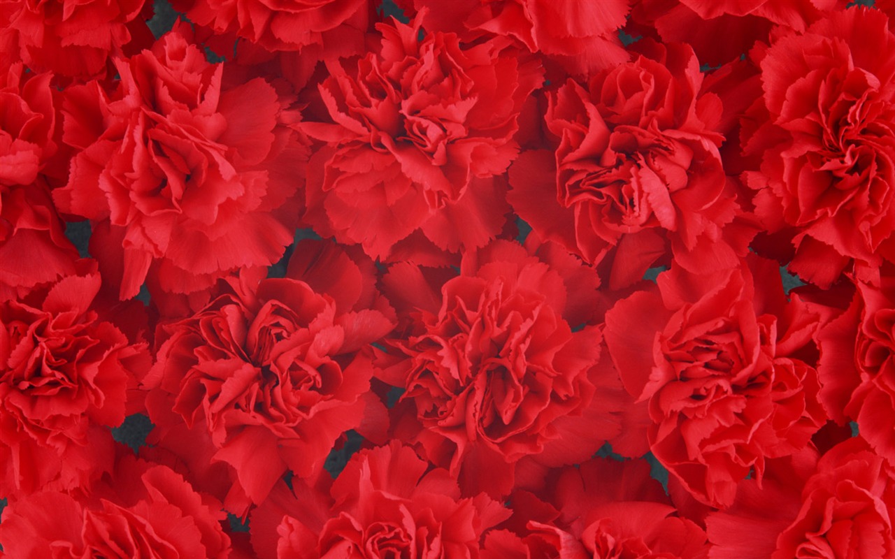 1680 květiny zelený list na pozadí tapetu (2) #2 - 1280x800