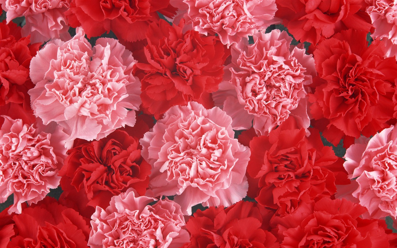 1680鮮花綠葉背景 壁紙(二) #5 - 1280x800