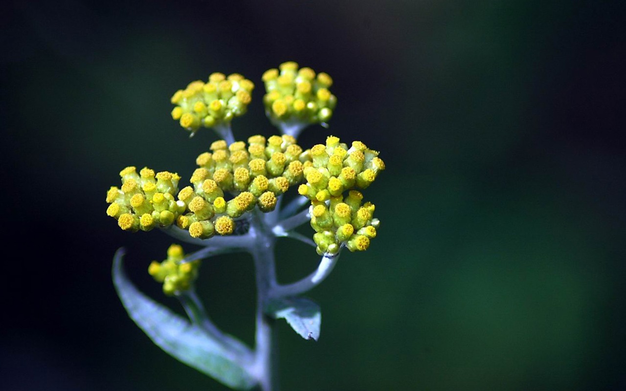 Flowers macro close-up (yt510752623 works) #6 - 1280x800