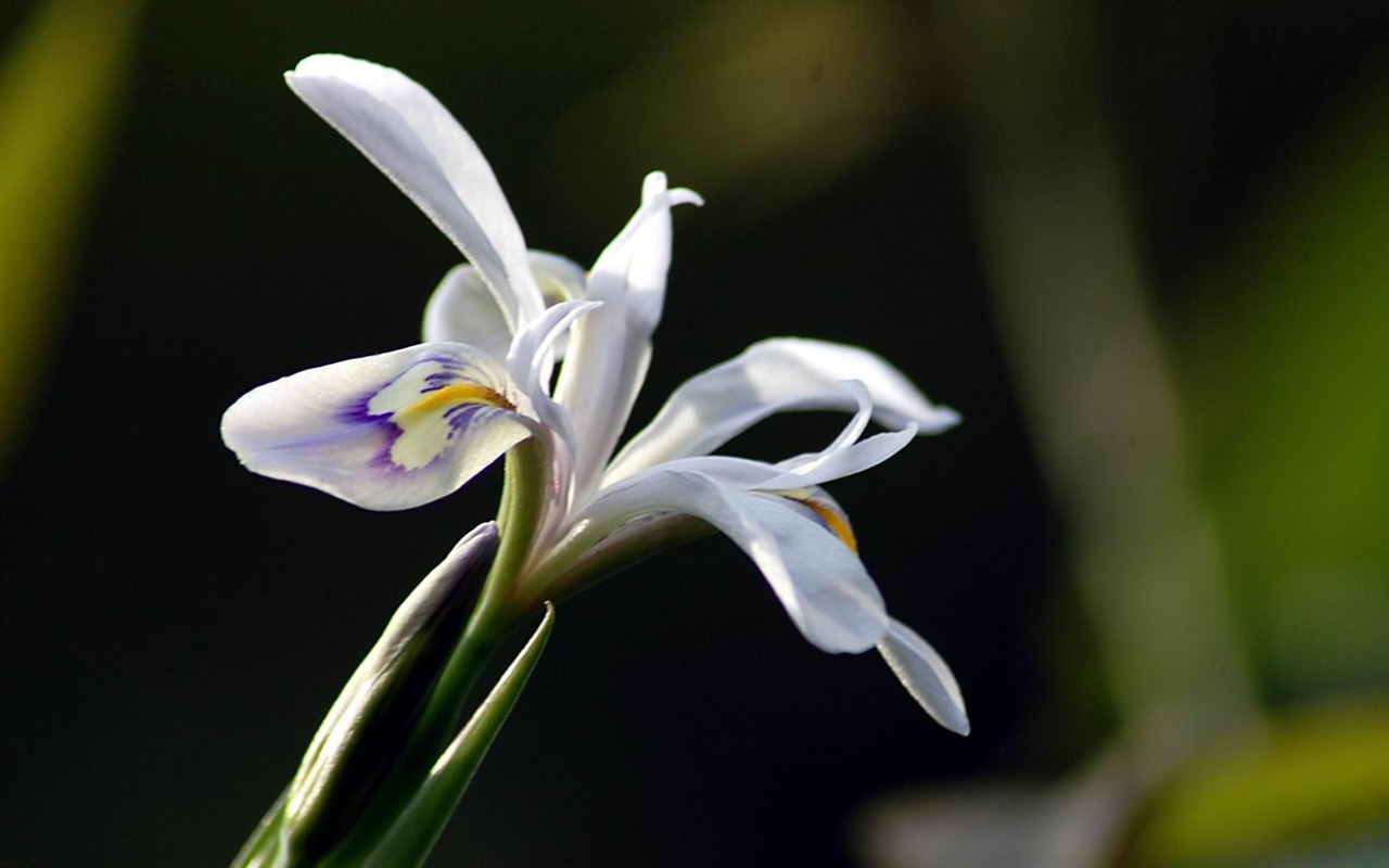 Flowers macro close-up (yt510752623 works) #11 - 1280x800