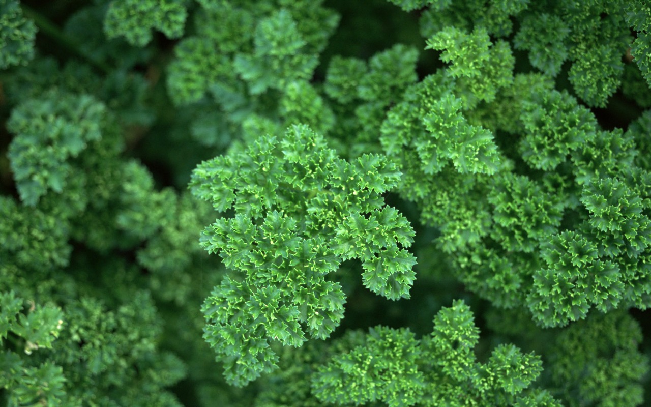 1680 flowers green leaf background wallpaper (3) #2 - 1280x800