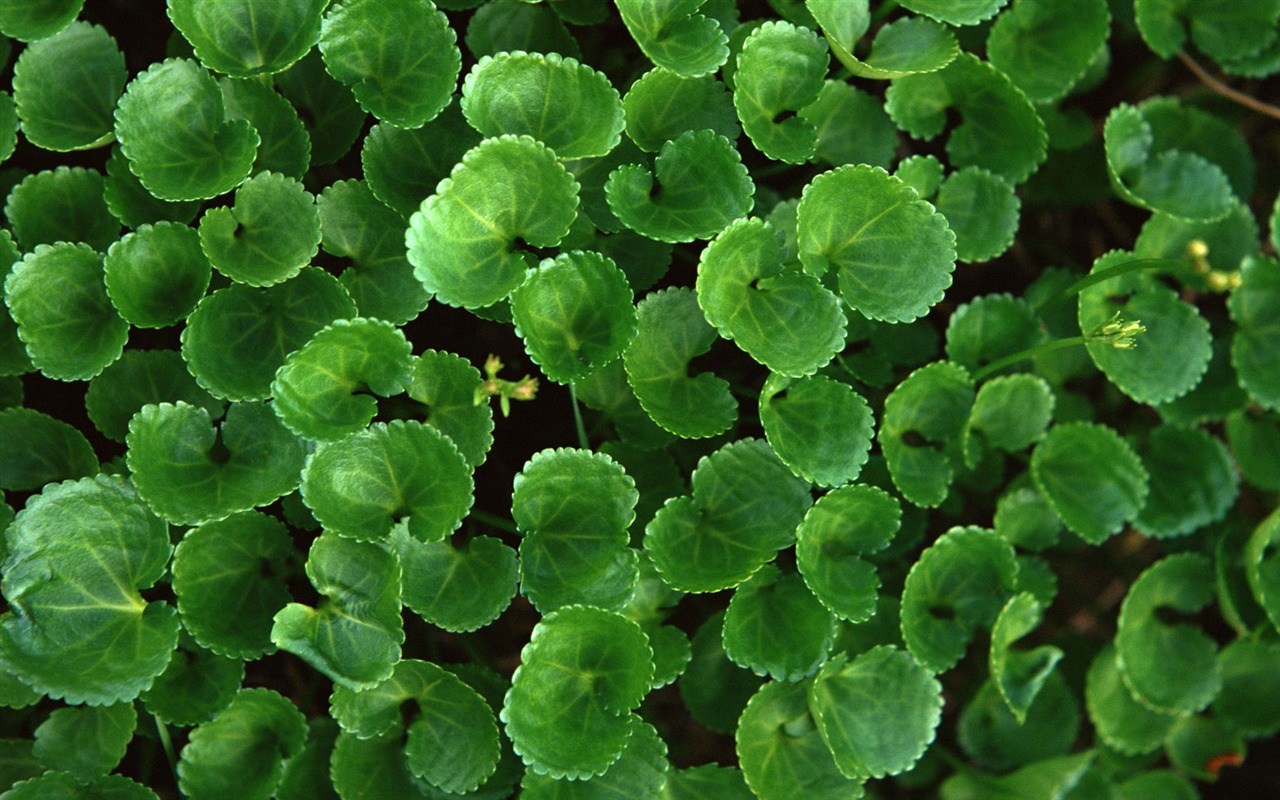 1680 flowers green leaf background wallpaper (3) #6 - 1280x800