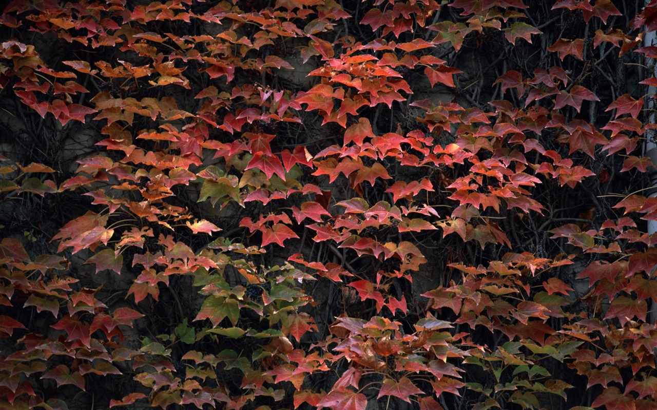 1680 꽃 녹색 잎 배경 벽지 (3) #9 - 1280x800