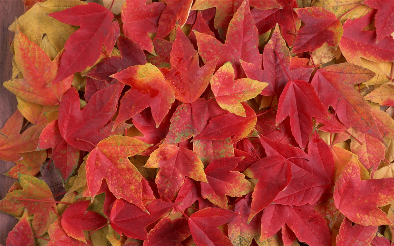 1680 flowers green leaf background wallpaper (3) #13 - 1280x800