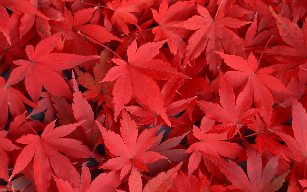 1680 flowers green leaf background wallpaper (3) #14 - 1280x800