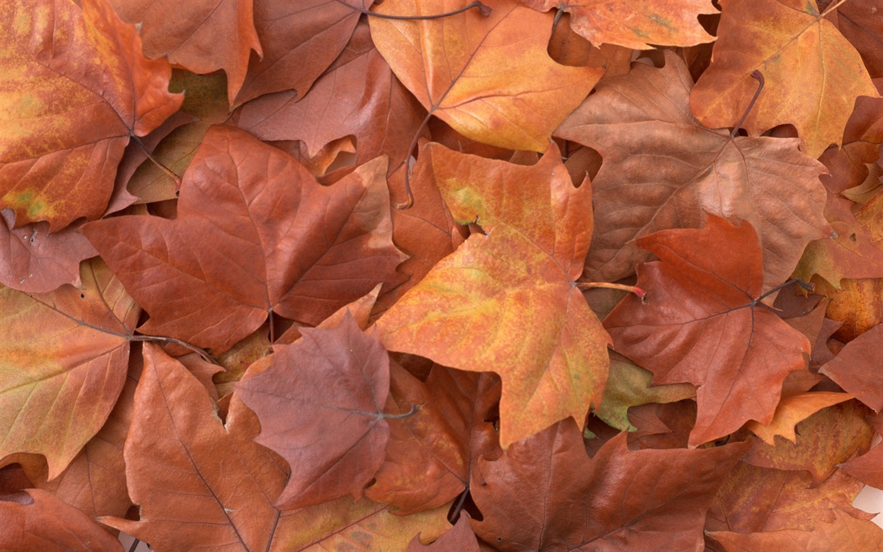 1680 flowers green leaf background wallpaper (4) #14 - 1280x800