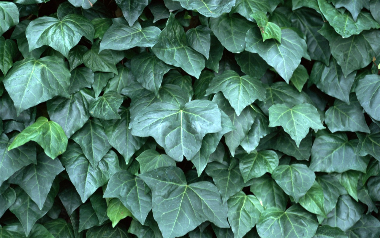 1680 꽃 녹색 잎 배경 벽지 (4) #16 - 1280x800