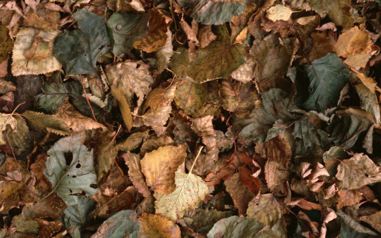1680 꽃 녹색 잎 배경 벽지 (4) #17 - 1280x800