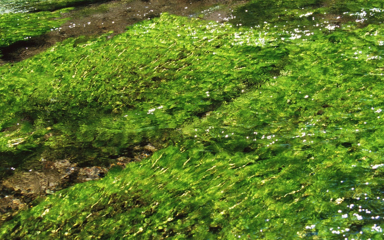 溪流特寫 壁紙(一) #14 - 1280x800