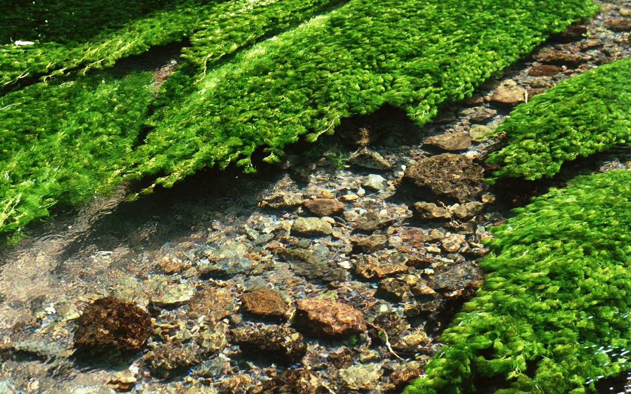 Stream Celovečerní Wallpaper (1) #16 - 1280x800