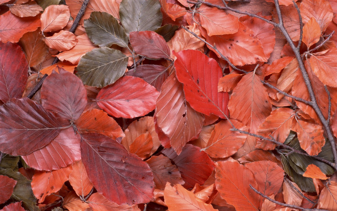 1680 flowers green leaf background wallpaper (5) #1 - 1280x800