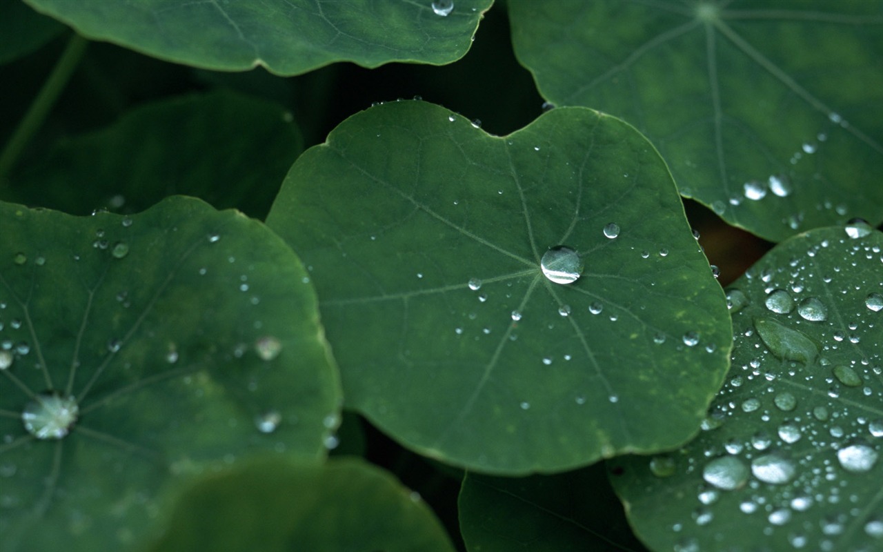 1680 flowers green leaf background wallpaper (5) #3 - 1280x800