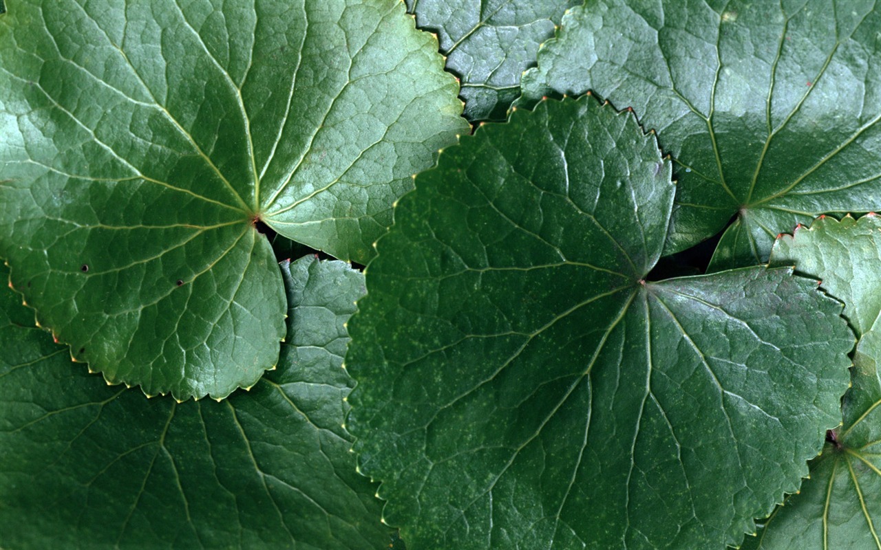 1680 꽃 녹색 잎 배경 벽지 (5) #4 - 1280x800