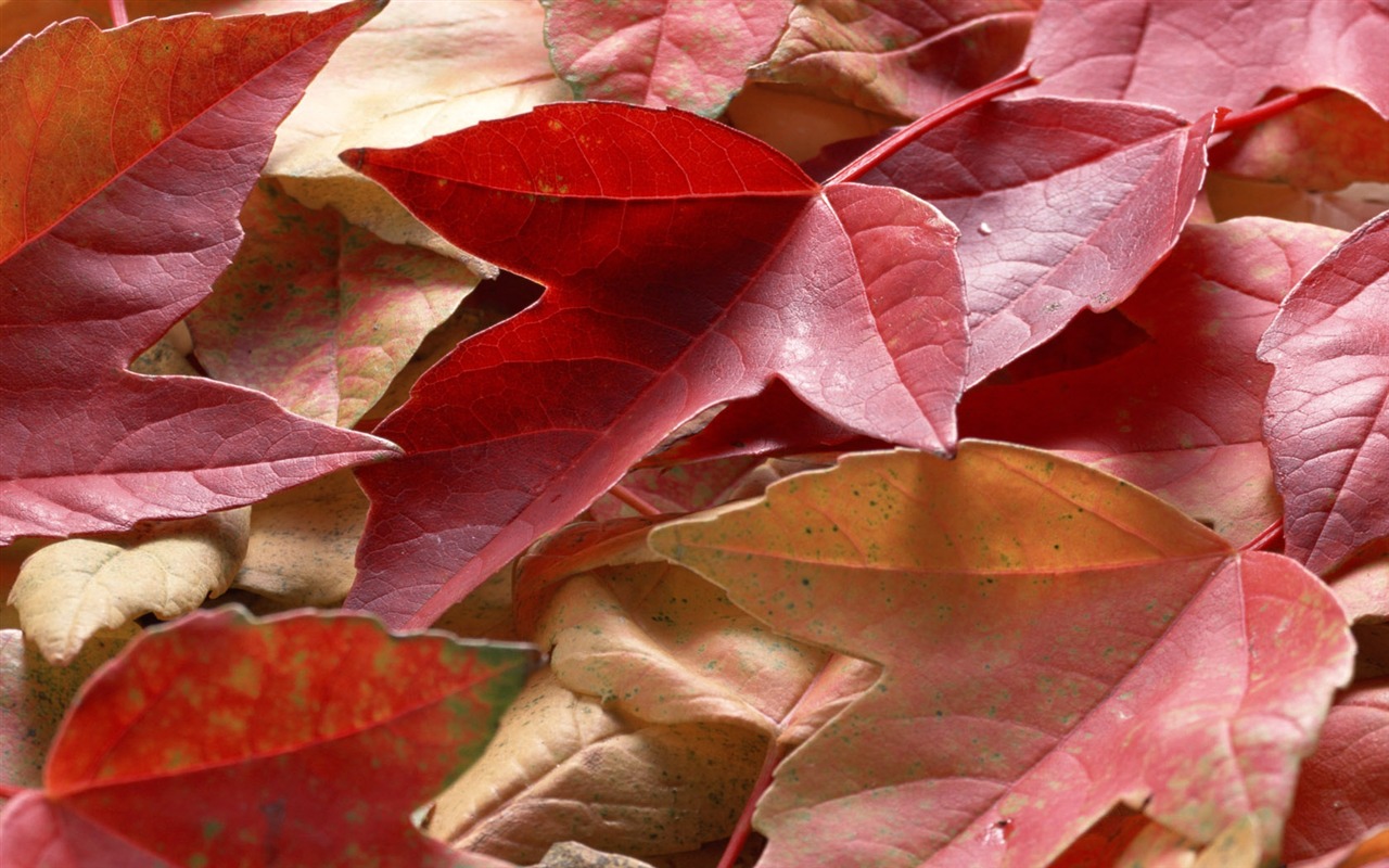 1680 flowers green leaf background wallpaper (5) #6 - 1280x800