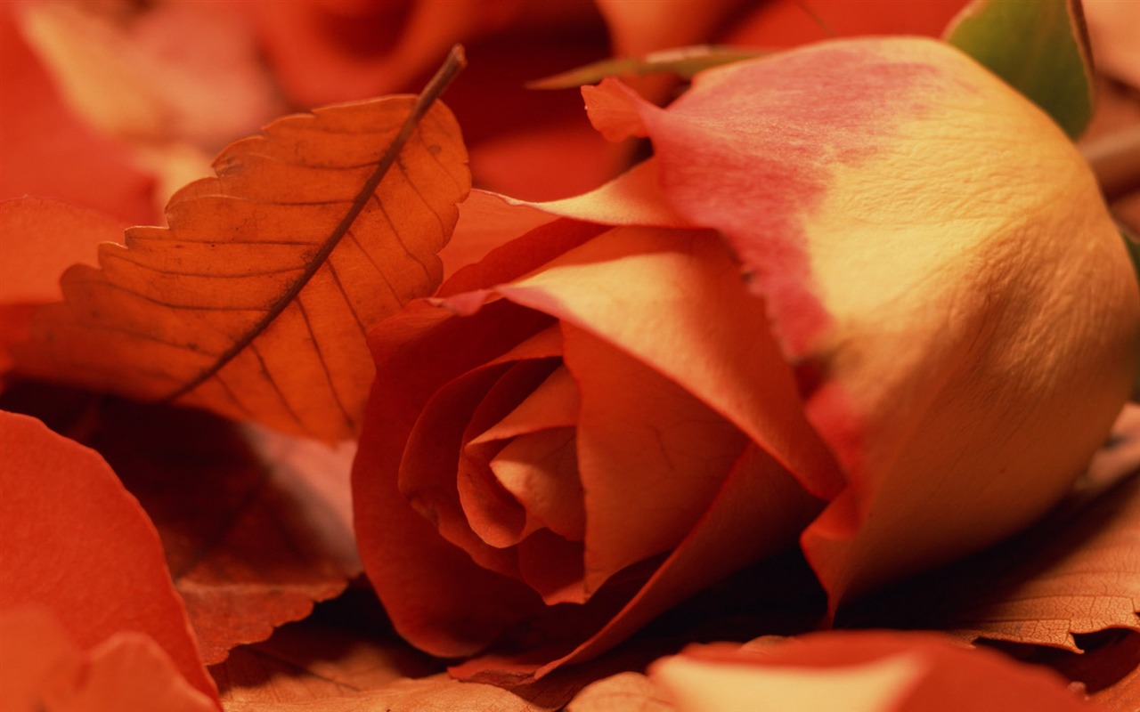 1680 flowers green leaf background wallpaper (5) #7 - 1280x800