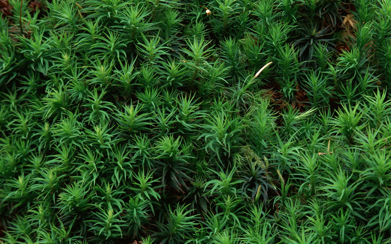 1680 flowers green leaf background wallpaper (5) #12 - 1280x800