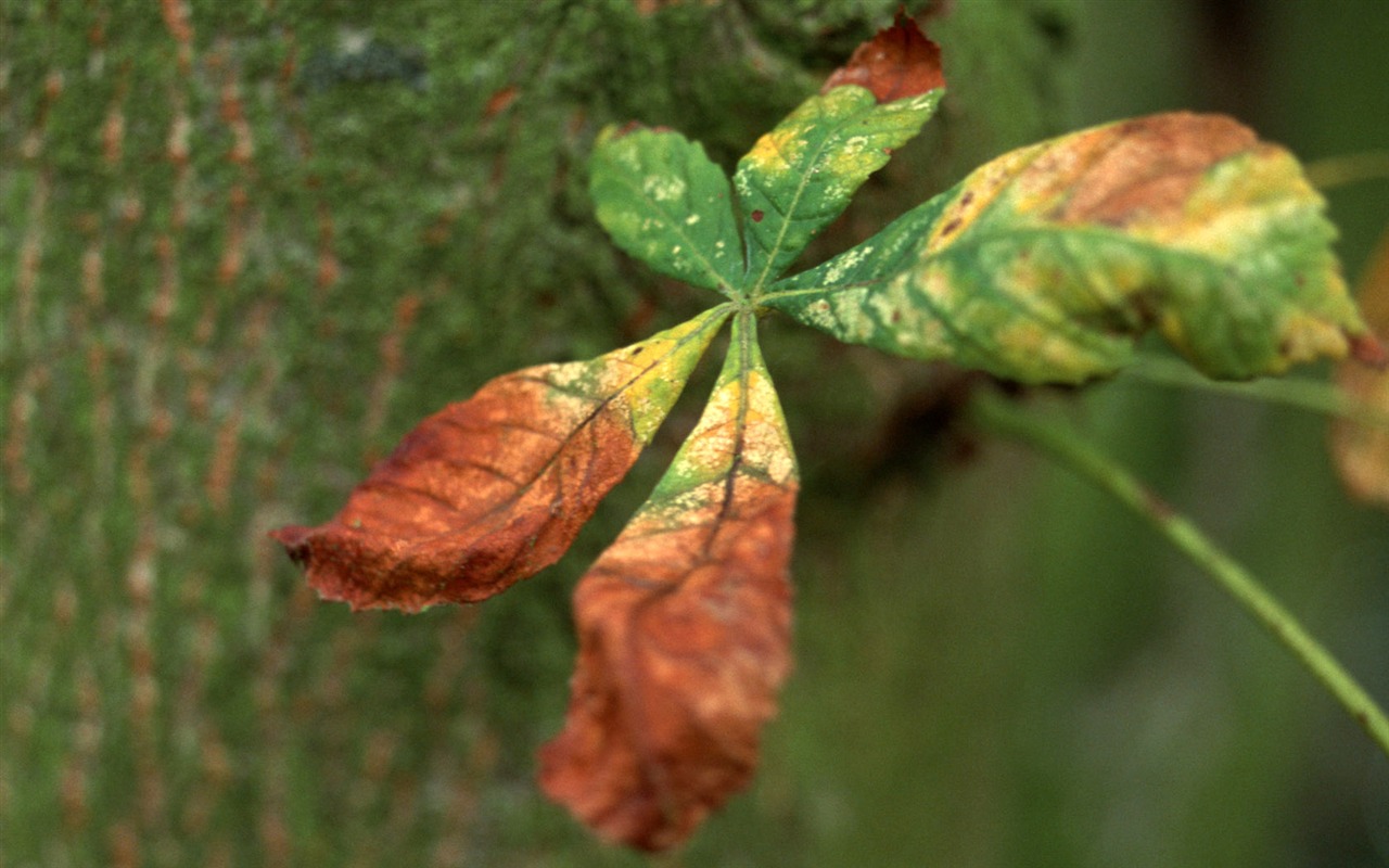 1680 flowers green leaf background wallpaper (5) #14 - 1280x800