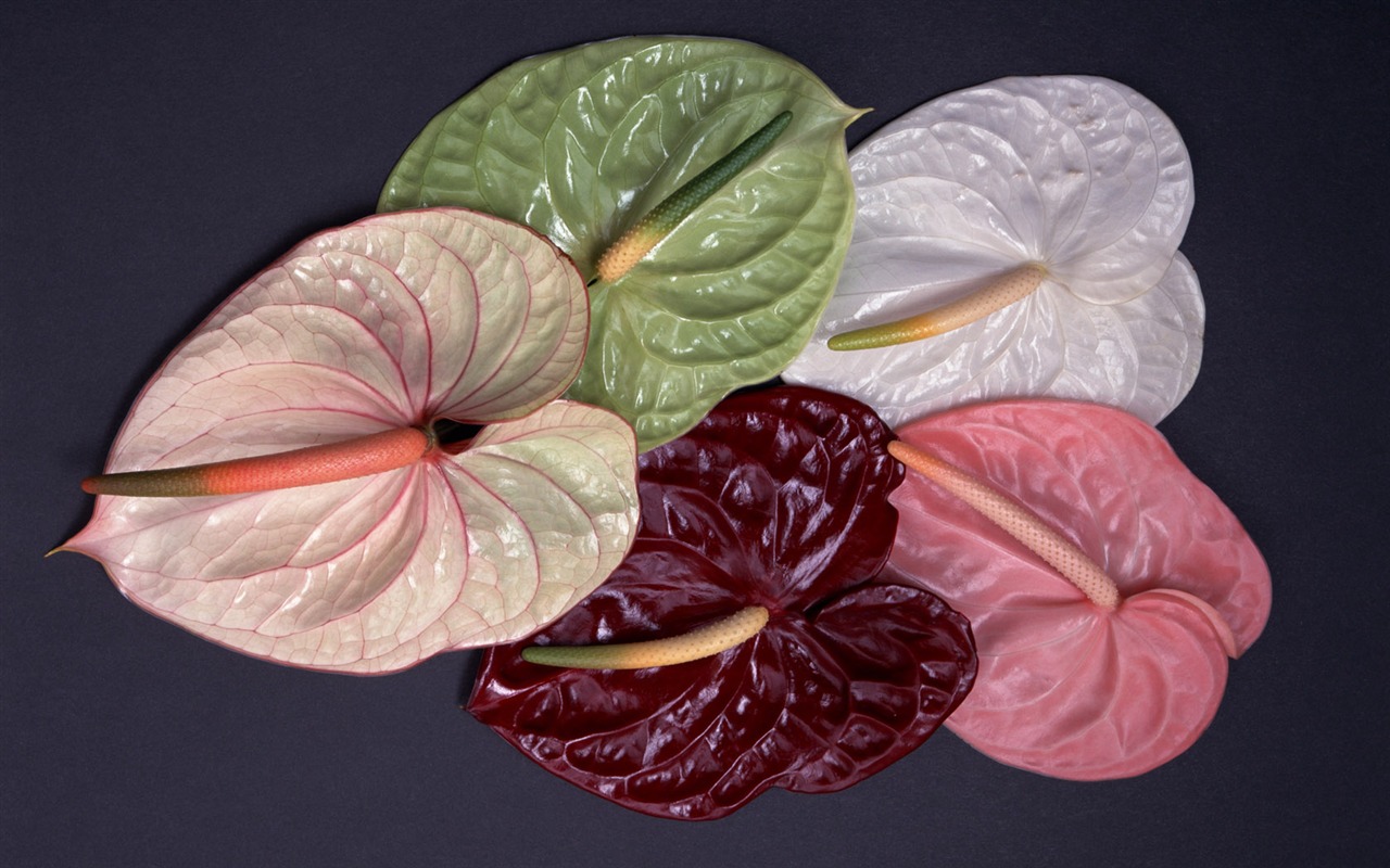 1680 flowers green leaf background wallpaper (5) #16 - 1280x800
