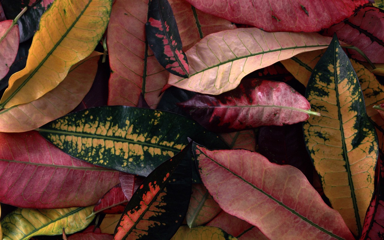1680 flowers green leaf background wallpaper (5) #19 - 1280x800