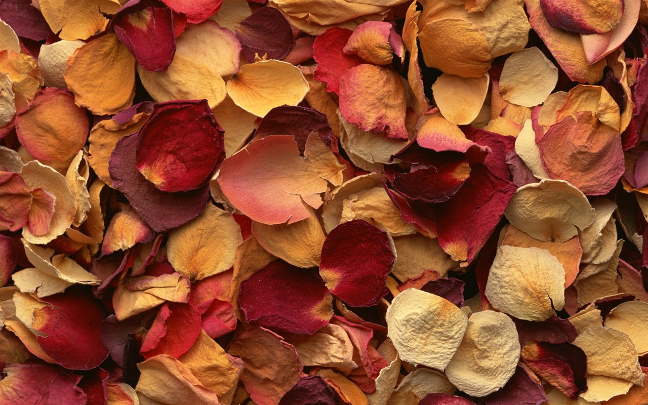 1680 flowers green leaf background wallpaper (5) #20 - 1280x800