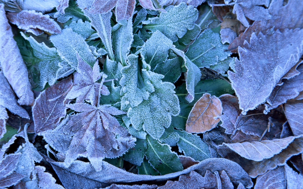 1680 fleurs vertes feuilles fond d'écran (6) #10 - 1280x800