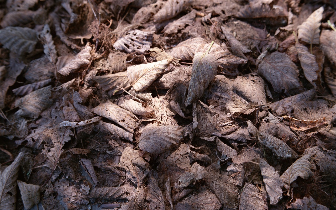 1680 květiny zelený list na pozadí tapetu (6) #11 - 1280x800