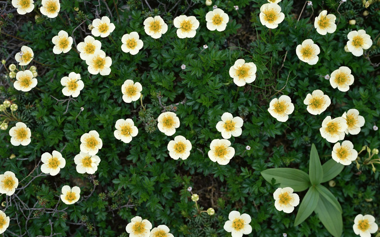 1680 fleurs vertes feuilles fond d'écran (6) #20 - 1280x800