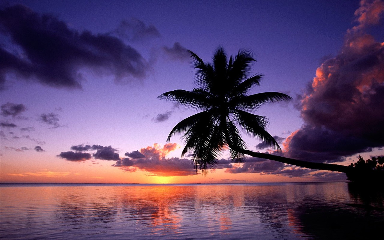 Fond d'écran Palm arbre coucher de soleil (1) #4 - 1280x800