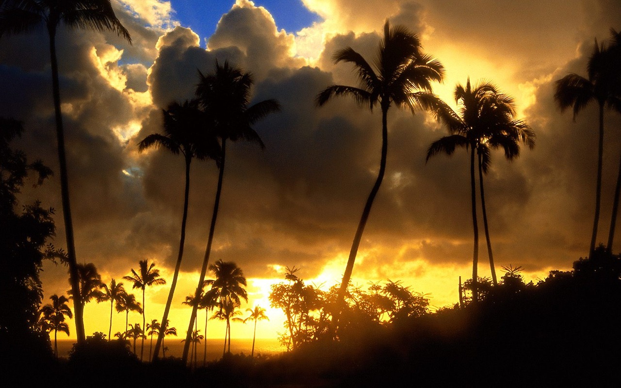 Palm tree sunset wallpaper (1) #8 - 1280x800