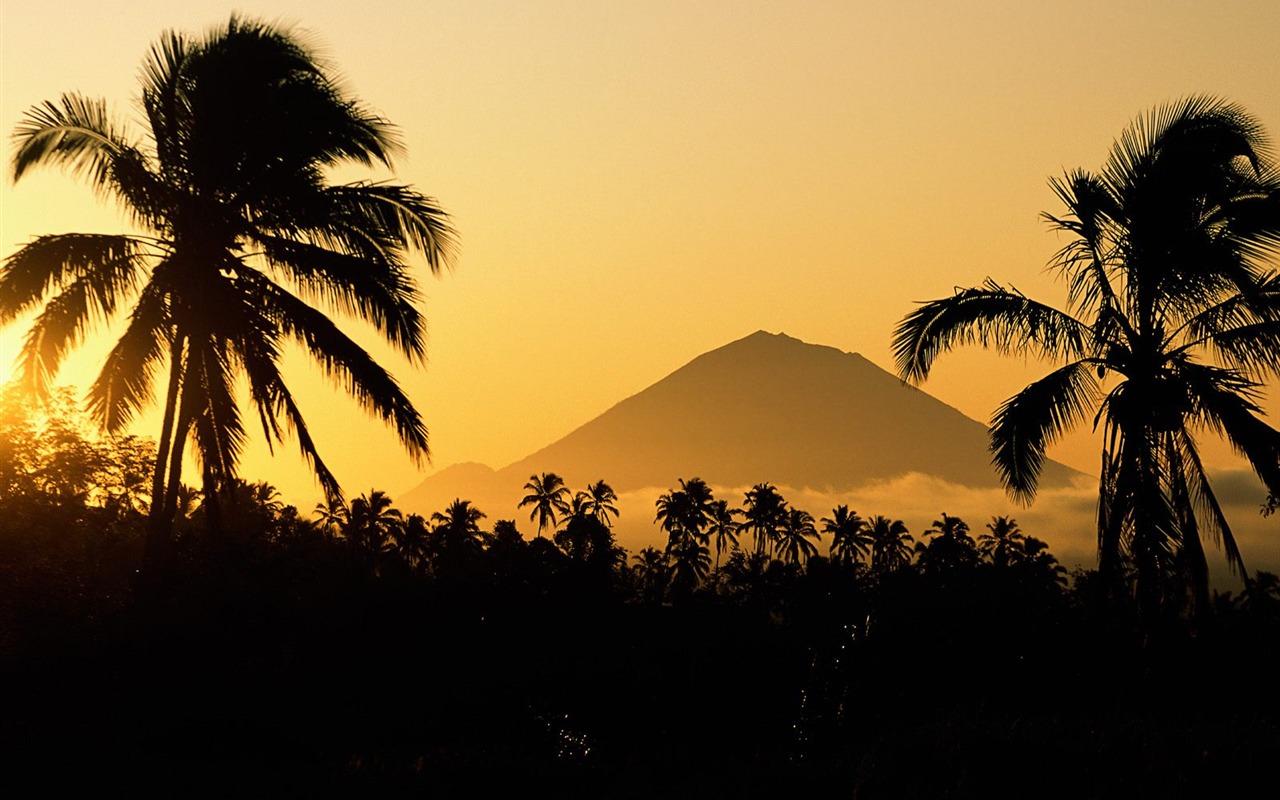 Fond d'écran Palm arbre coucher de soleil (1) #10 - 1280x800