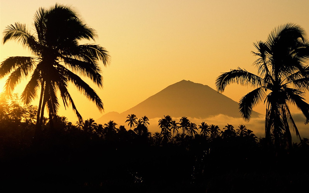 Palm tree sunset wallpaper (1) #10 - 1280x800