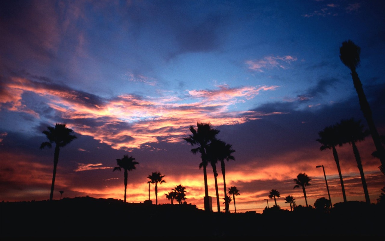 Palm tree sunset wallpaper (1) #12 - 1280x800