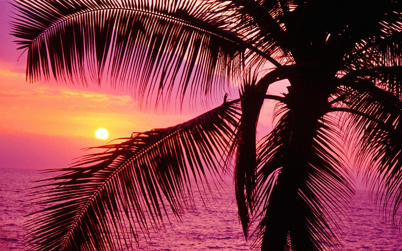Palme Sonnenuntergang Wallpaper (1) #15 - 1280x800